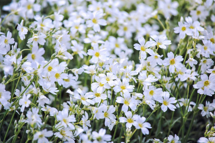Cerastium tomentosum (Snow-in-Summer)