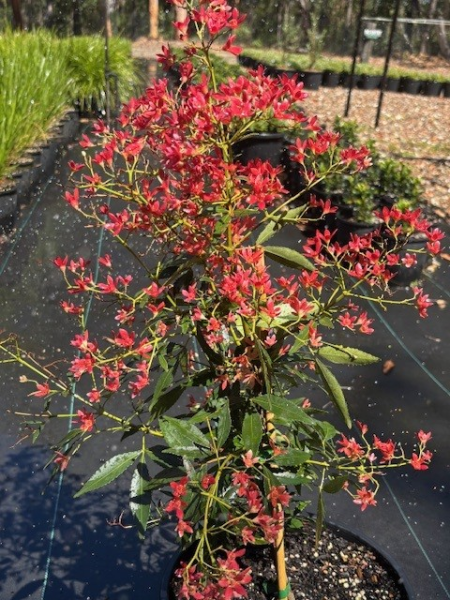 Ceratopetalum Gummiferum ‘Alberys Red’ (Alberys Red Christmas Bush)