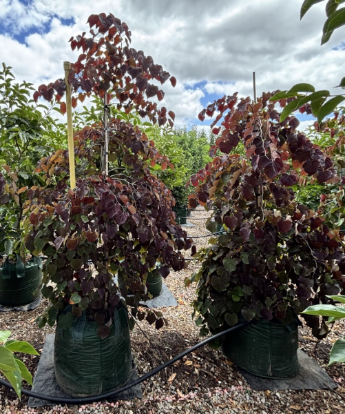 Cercis Canadensis Ruby Falls (Eastern Redbud)