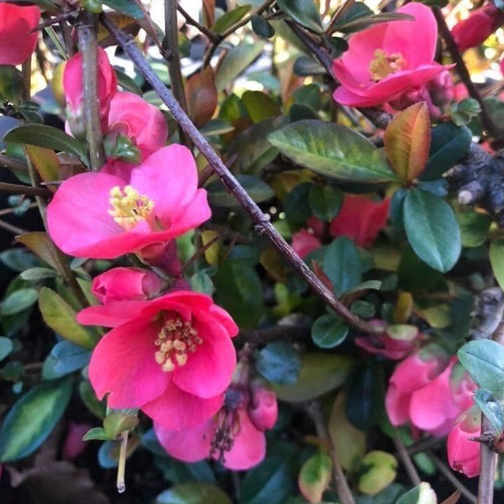Chaenomeles Speciosa ‘Elma Mansfield’ (Flowering Quince)