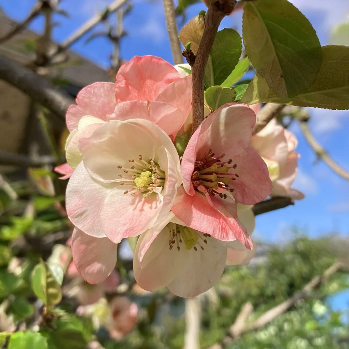 Chaenomeles Speciosa ‘Rosea Grandiflora’ (Flowering Quince)