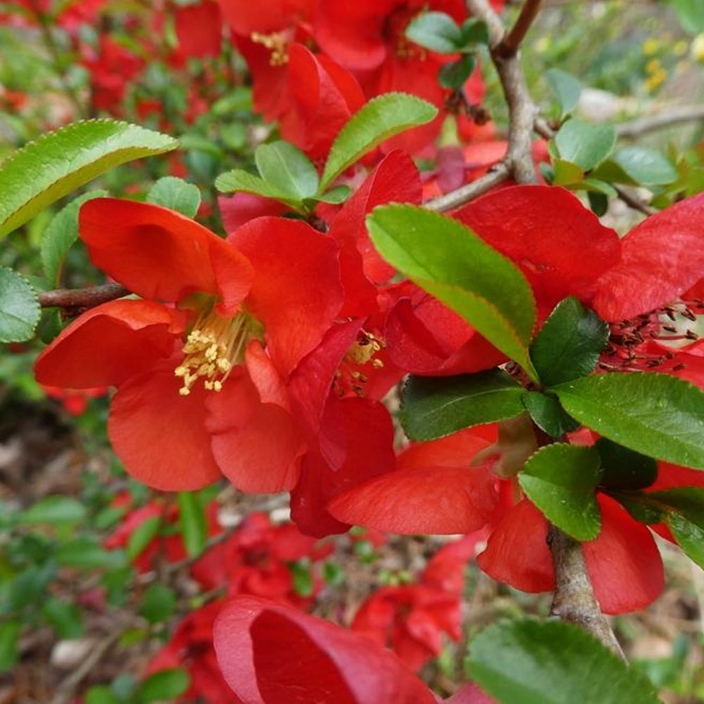 Chaenomeles Speciosa ‘Vermillion’ (Flowering Quince)