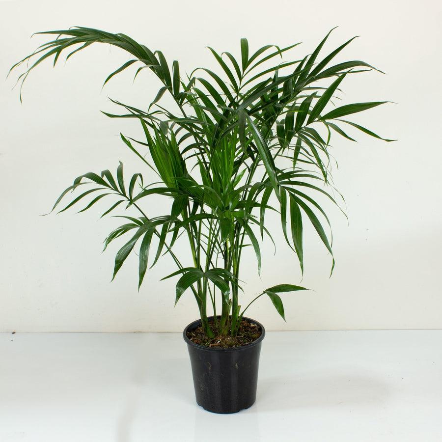 Chamaedorea Atrovirens (Dark Green Bamboo Palm)