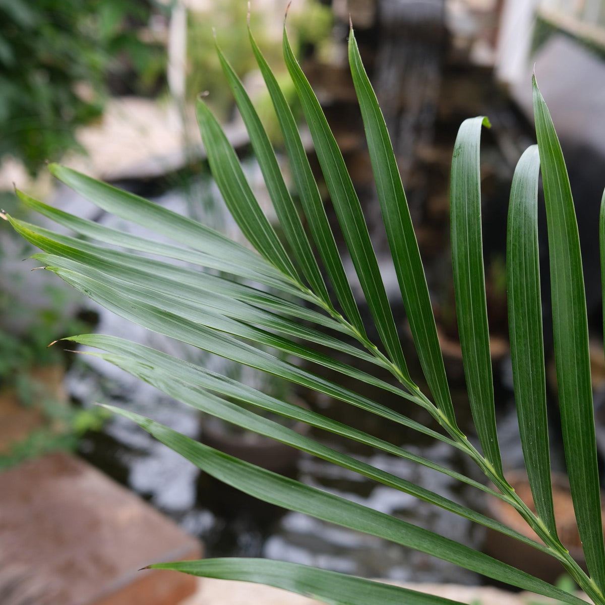 Chamaedorea Cataractarum (Cascade Palm)