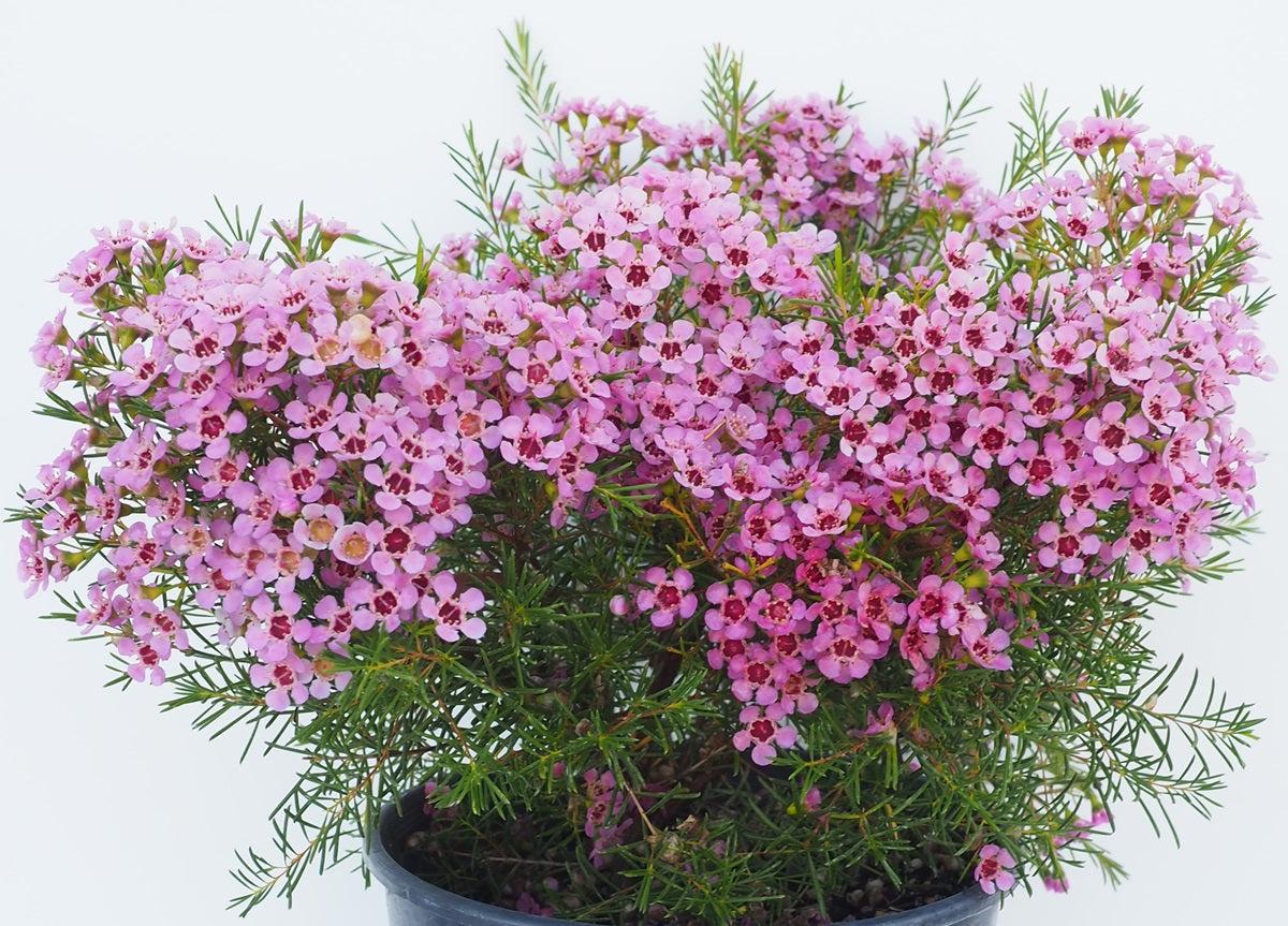 Chamelaucium Uncinatum ‘Local Hero’ (Local Hero Waxflower)