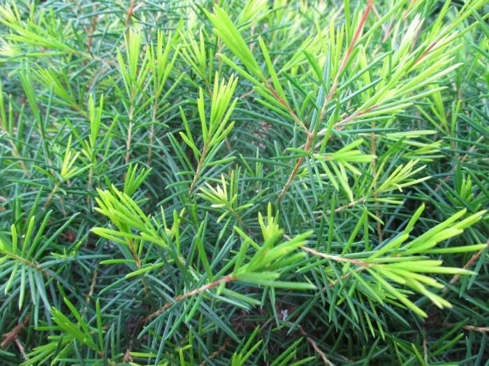 Chamelaucium 'Choir Girl' (Waxflower)