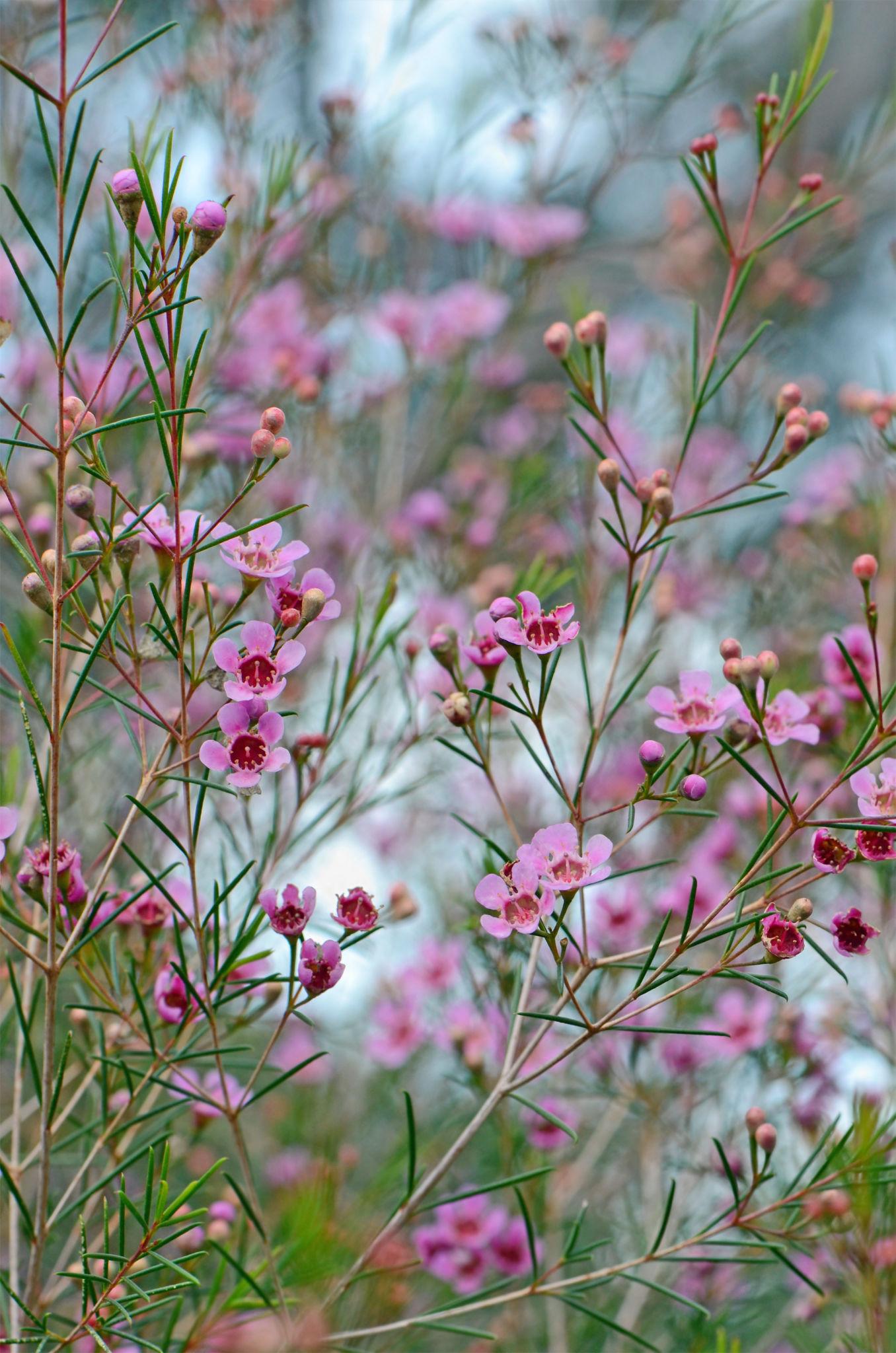 Chamelaucium ‘Lorraine’ (Geraldton Wax ‘Lorraine’)