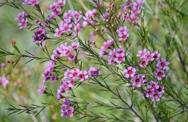 Chamelaucium ‘Nina’s Delight’ (Geraldton Wax ‘Nina’s Delight’)