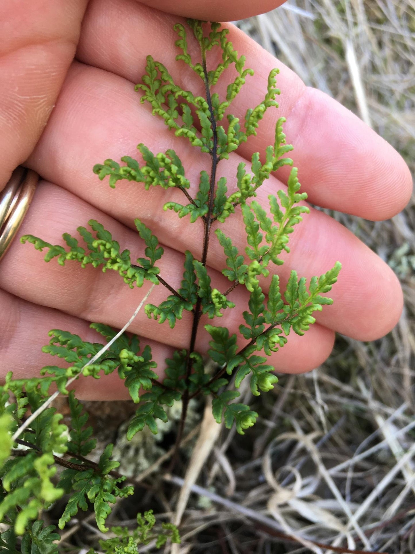 Cheilanthes Sieberi (Poison Rock Fern / Mulga Fern)