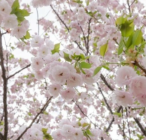 Tree with delicate white blossoms of Prunus Serrulata Mt Fuji, showcasing its spreading branches and unique horizontal growth.