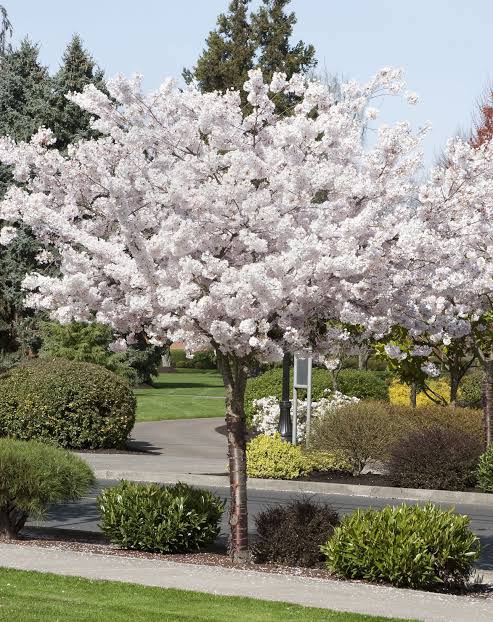 Close-up of Prunus Serrulata Mt Fuji with pale green spring leaves, highlighting its seasonal foliage transition.