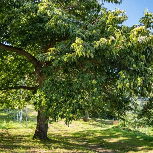 Castanea Sativa ‘Emerald Gem’ (Emerald Gem Chestnut)