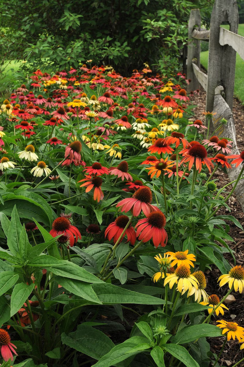 Echinacea ‘Cheyenne Spirit’ (Coneflower)