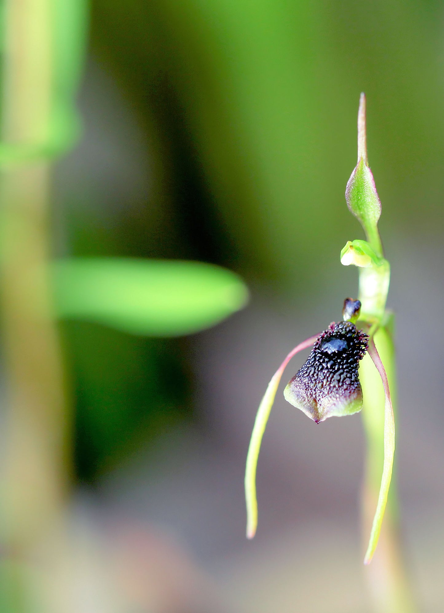 Chiloglottis Formicifera (Ant Orchid)
