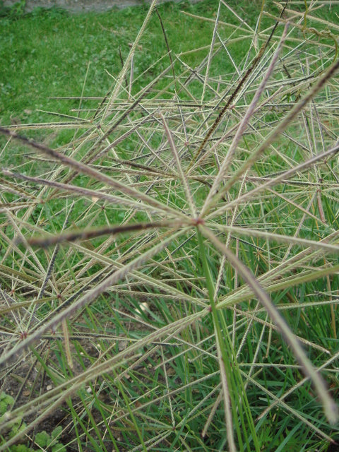 Chloris Truncata (Windmill Grass)