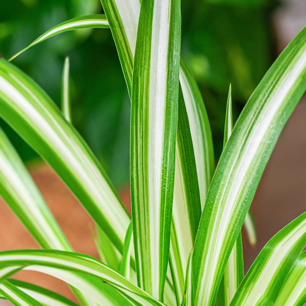 Chlorophytum Comosum ‘Vittatum’ (Variegated Spider Plant)