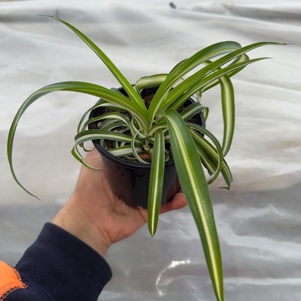 Chlorophytum Comosum (Variegated Ribbon Plant)