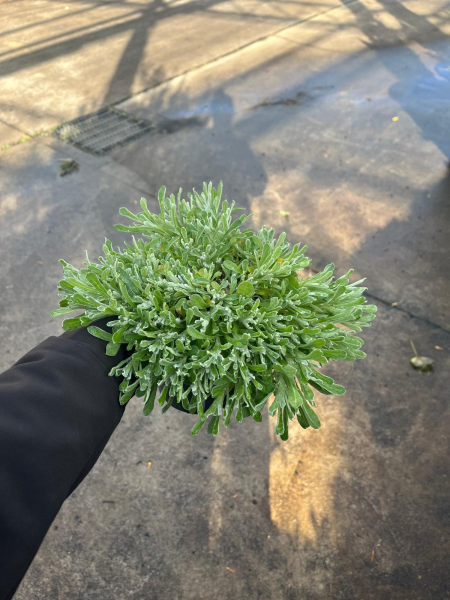 Chrysocephalum Apiculatum (Yellow Buttons)