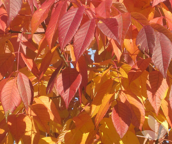 Fraxinus Pennsylvanica 'Cimmzam' (Cimmaron™ Ash)