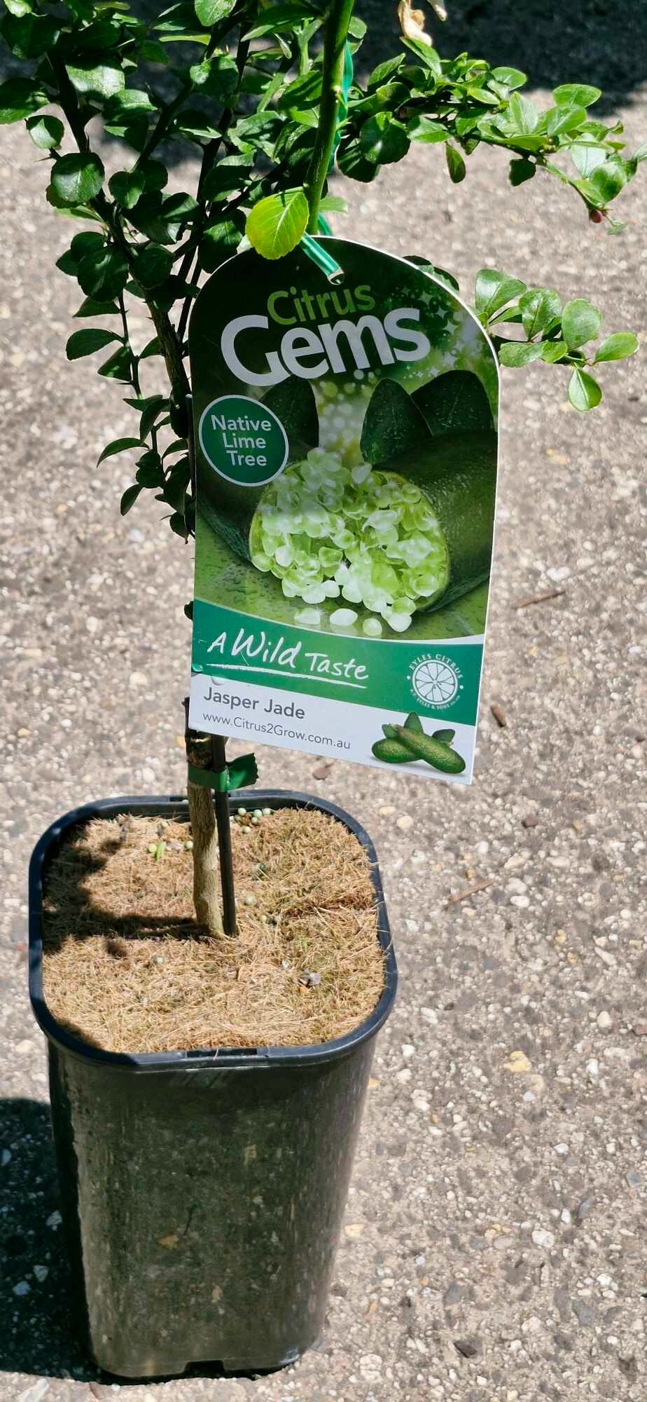Citrus australasica ‘Jasper Jade’ (Finger Lime)