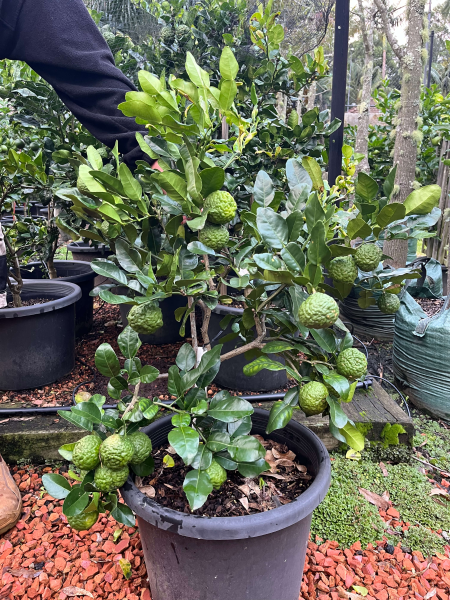 Citrus Hystrix (Lime Kaffir)