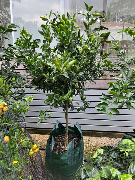 Citrus Reticulata ‘Emperor’ (Emperor Mandarin) Grafted