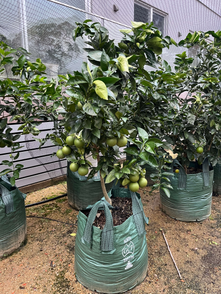 Citrus Sinensis ‘Arnold Blood’ (Arnold Blood Orange)