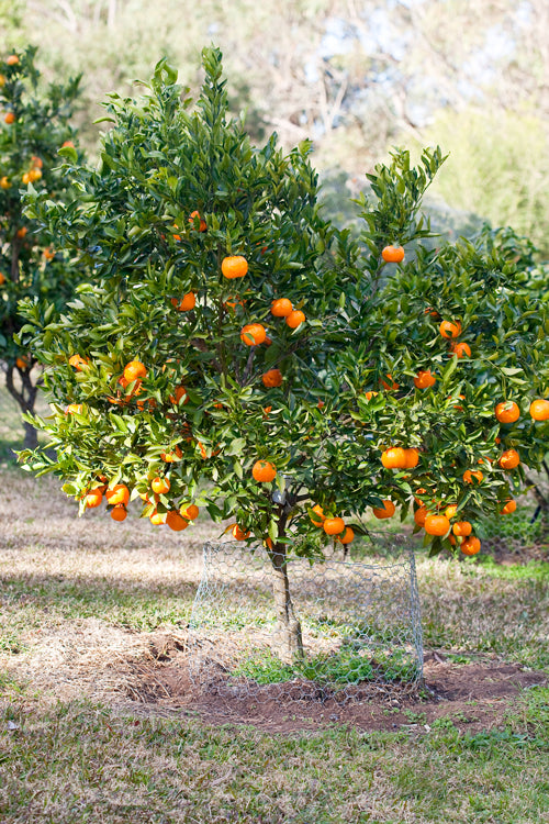 Citrus Reticulata ‘Emperor’ (Emperor Mandarin)