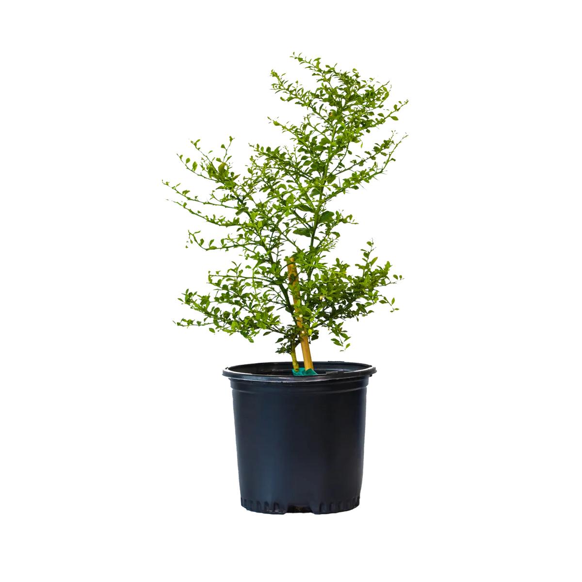 Citrus Australasica (Australian Finger Lime) Grafted