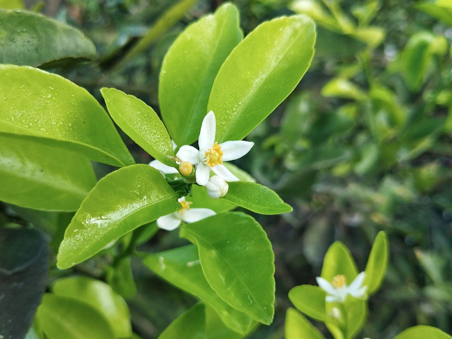 Citrus Hystrix (Makrut Lime) Double Graft