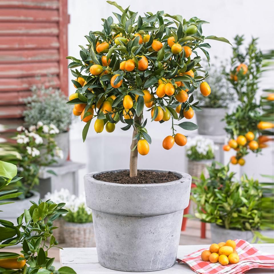 Citrus Japonica (Kumquat)