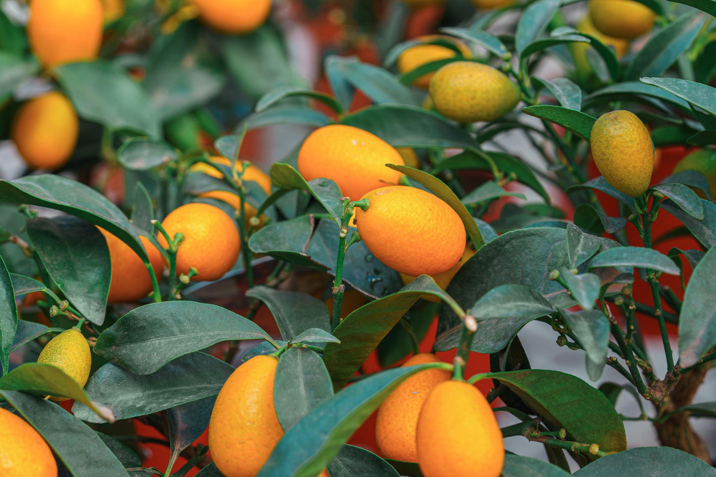 Citrus Japonica ‘Nagami’ (Nagami Kumquat Standard)