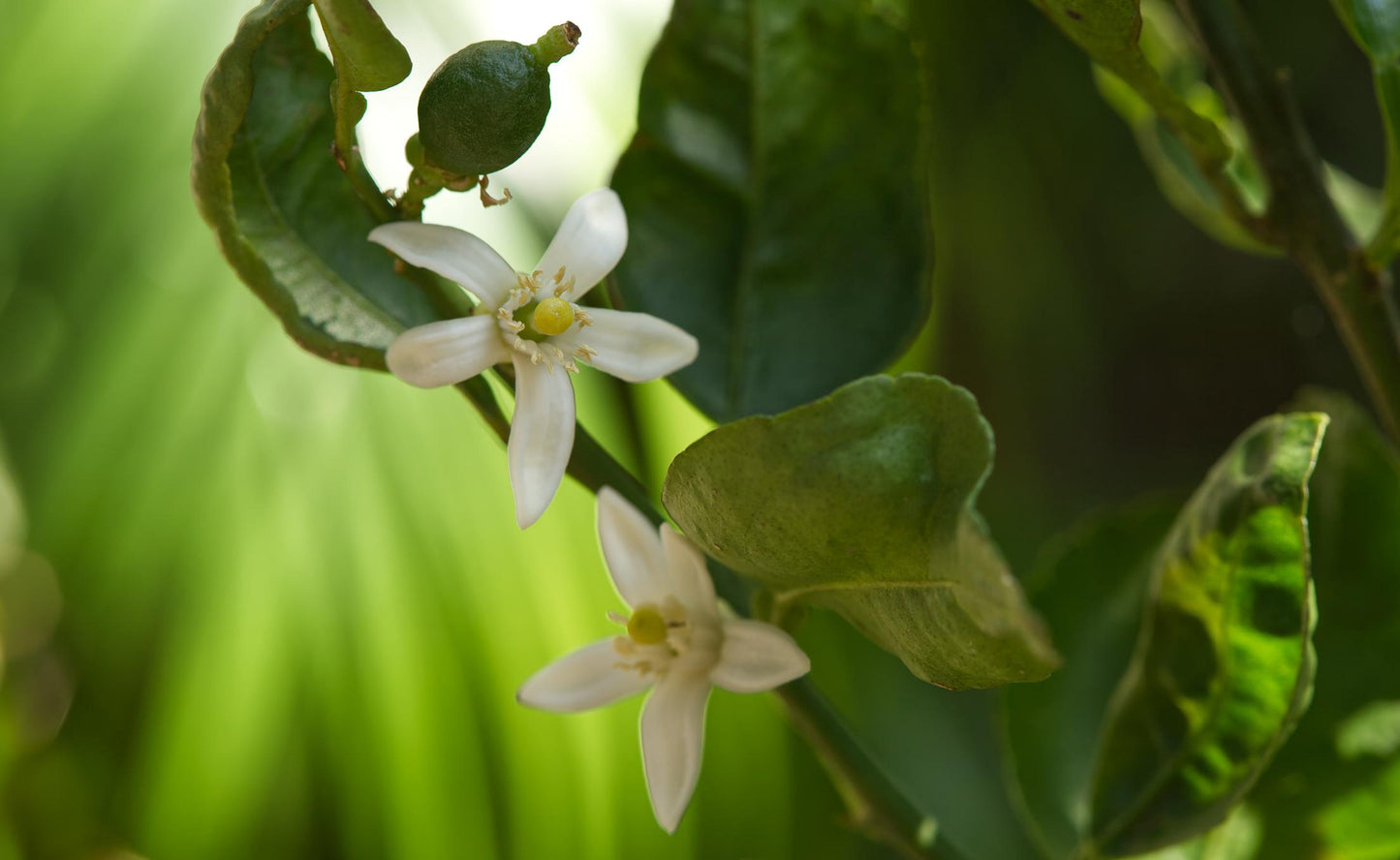 Citrus Limon (Lemon)