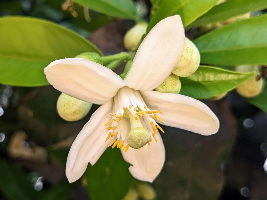 Citrus maxima ‘Nam Roi’ – Grafted Nam Roi Pomelo