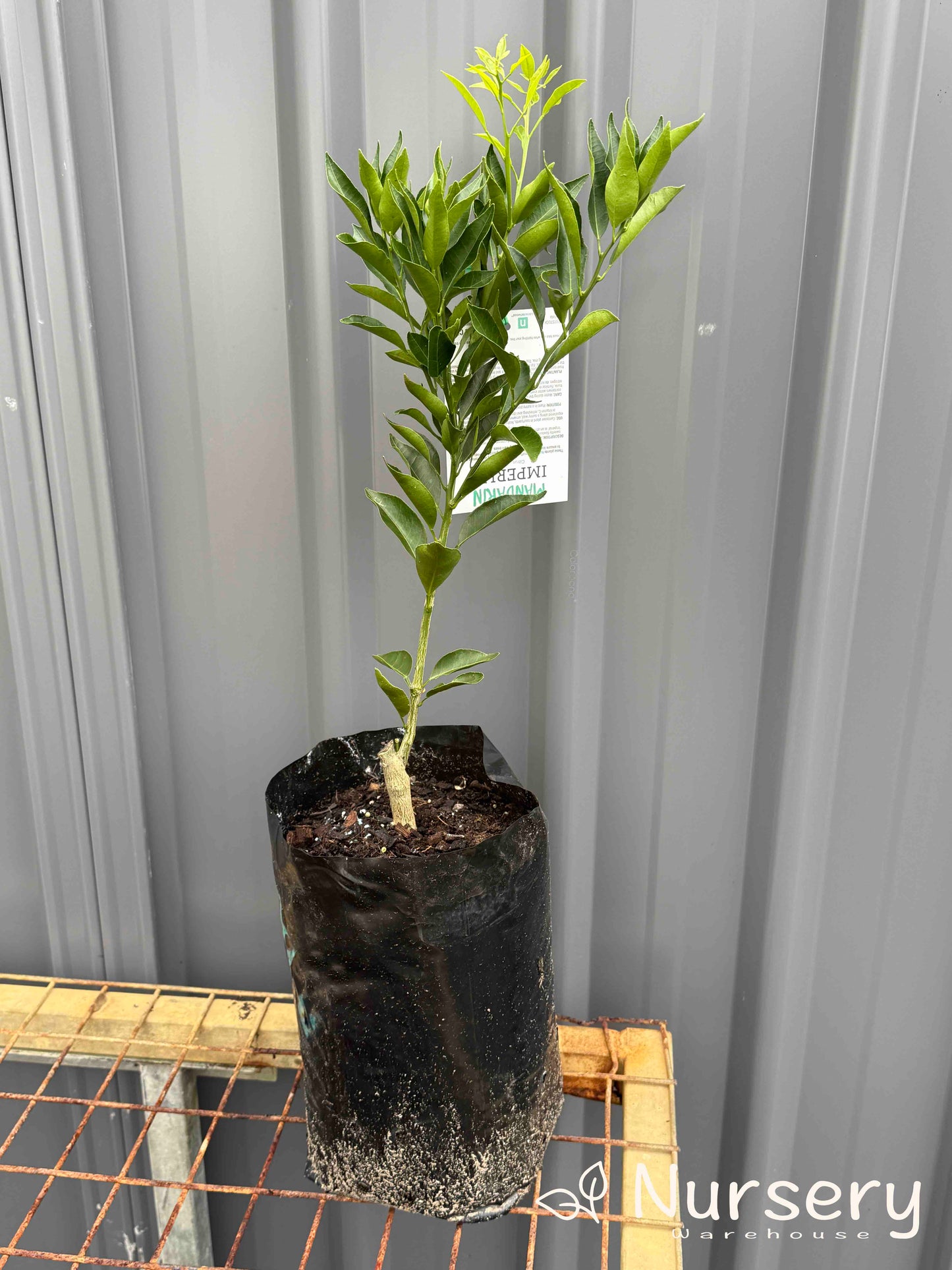 Citrus Reticulata 'Imperial' (Imperial Mandarin) GRAFTED