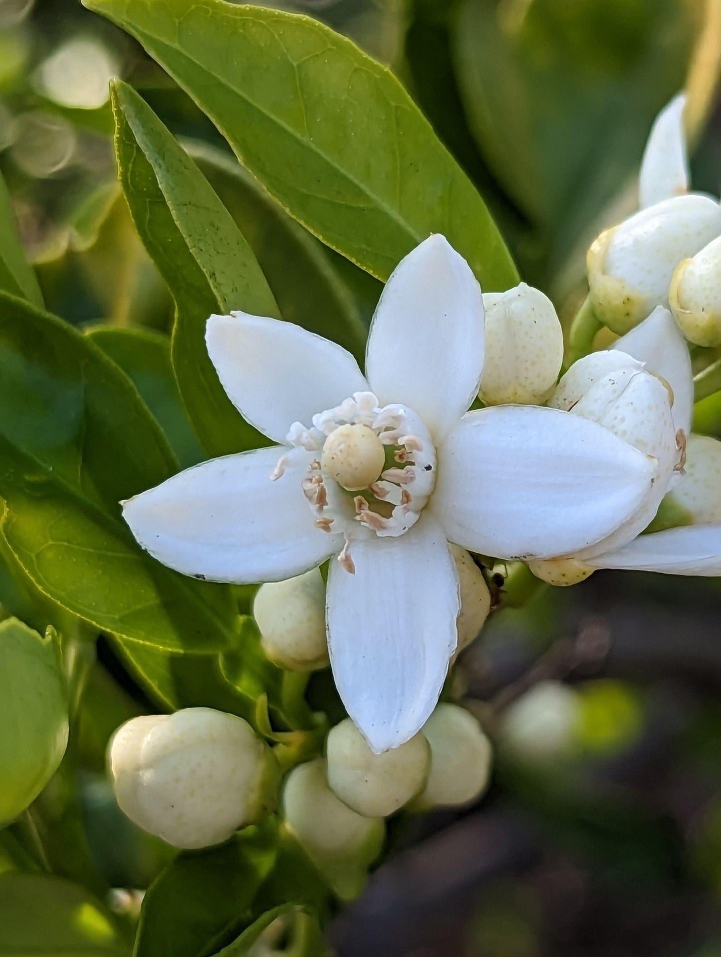 Citrus Sinensis (Sweet Orange) Grafted