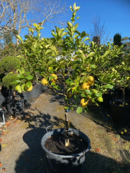 Citrus Limon ‘Eureka’ (Lemon)