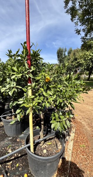 Citrus Reticulata ‘Ellendale’ (Mandarin) Grafted