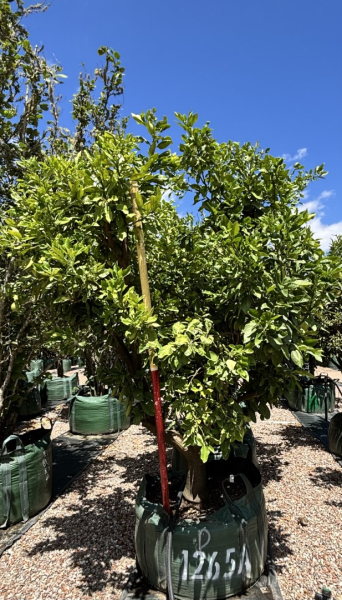 Citrus Maxima (Pummelo)