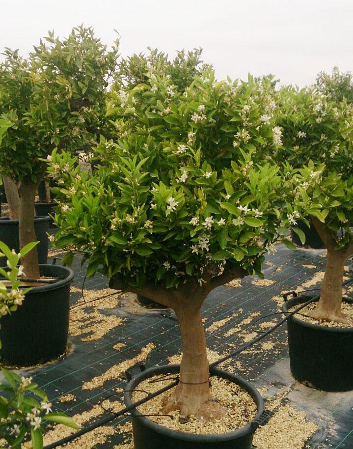 Citrus Aurantium ‘Seville Appleby’ (Orange) Grafted