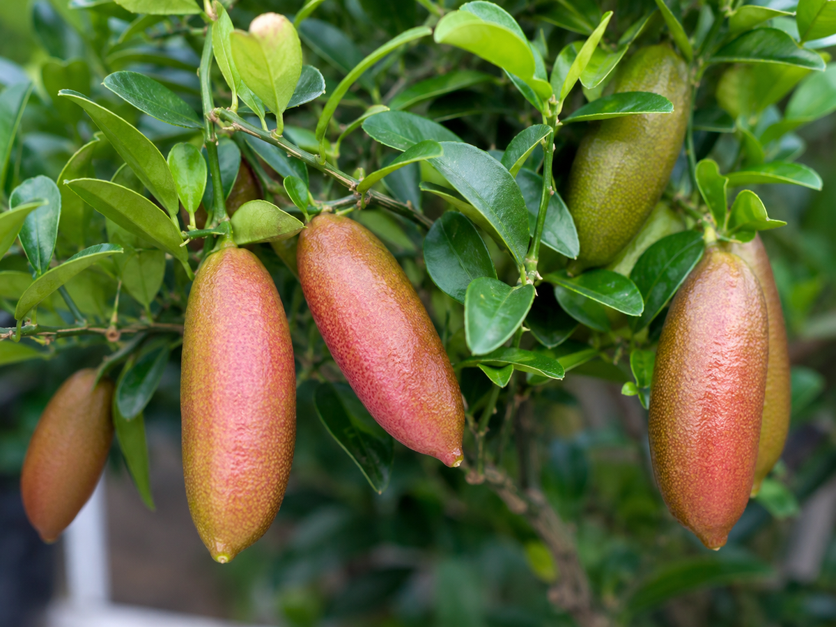 Citrus Australasica ‘Byron Sunrise’ Dwarf (Finger Lime) Grafted
