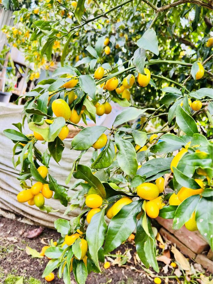 Citrus Japonica ‘Meiwa’ (Kumquat)