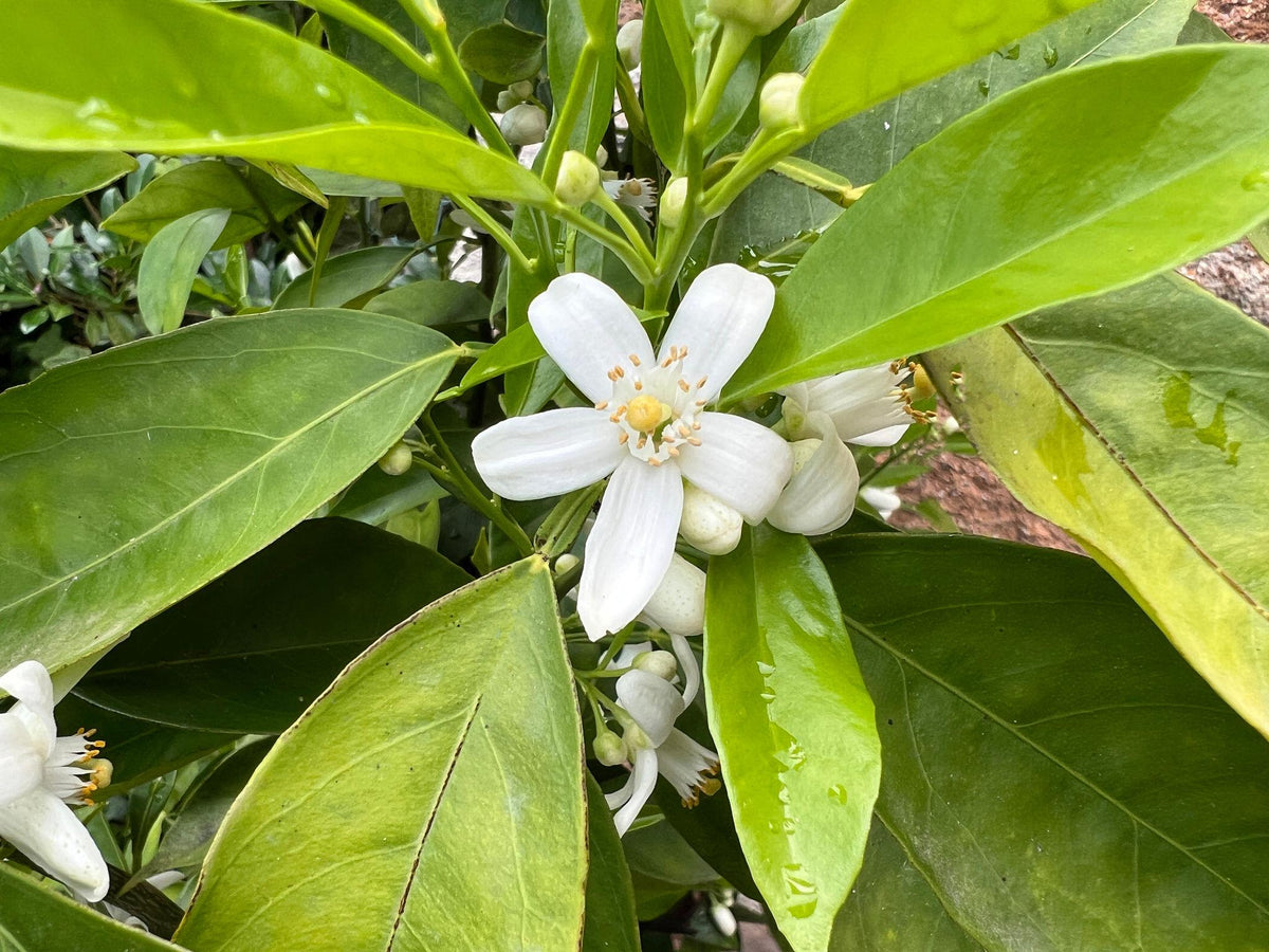 Citrus Sinensis ‘Navelina Dwarf’ (Orange) Grafted