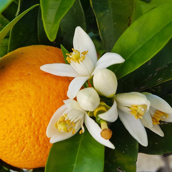 Citrus Sinensis ‘Winter Sunrise’ (Orange)