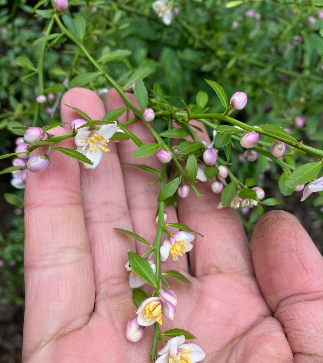 Citrus australasica 'D Emerald' (Emerald Finger Lime)