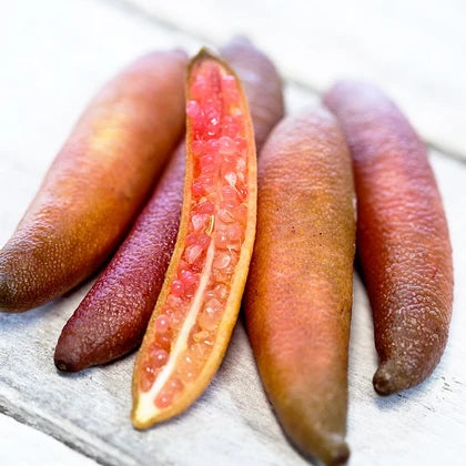 Citrus australasica ‘Rainforest Pearl’ Dwarf (Finger Lime)