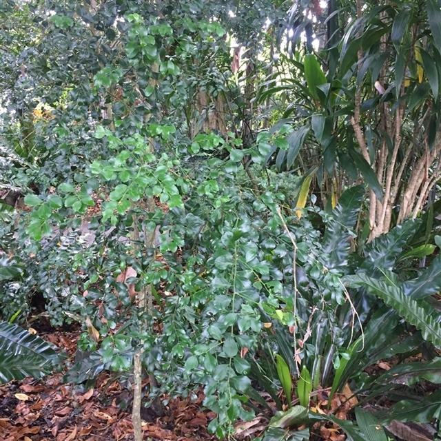 Citrus garrawayi ‘Mount White’ (Mount White Lime)