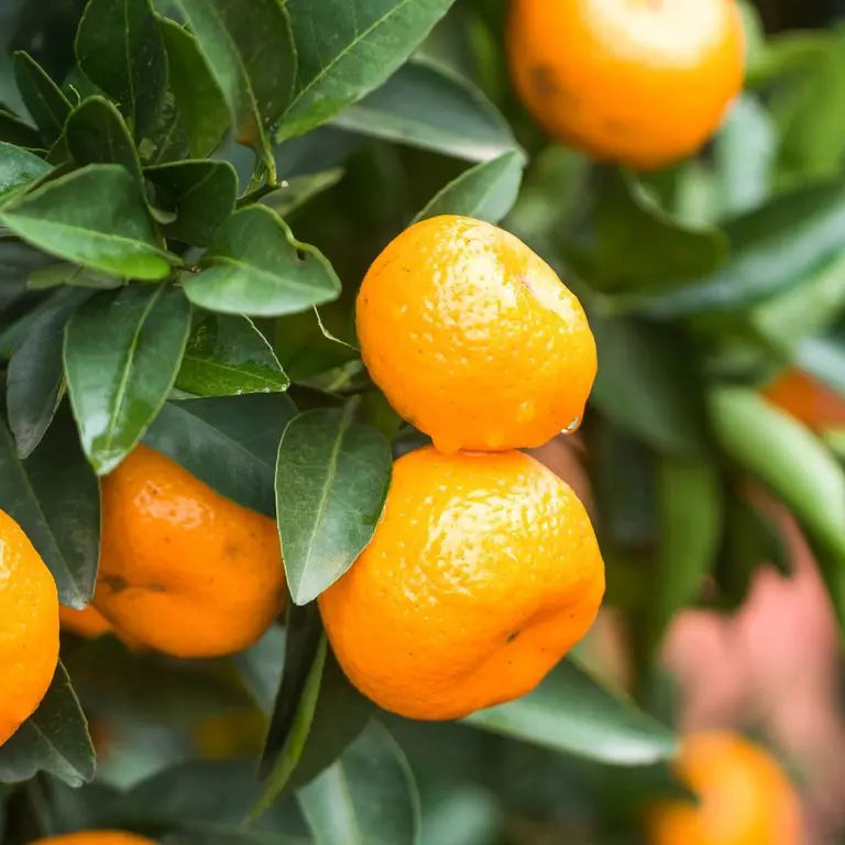 Citrus reticulata ‘Afourer’ (Mandarin)
