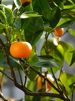 Citrus reticulata ‘Afourer’ (Mandarin)