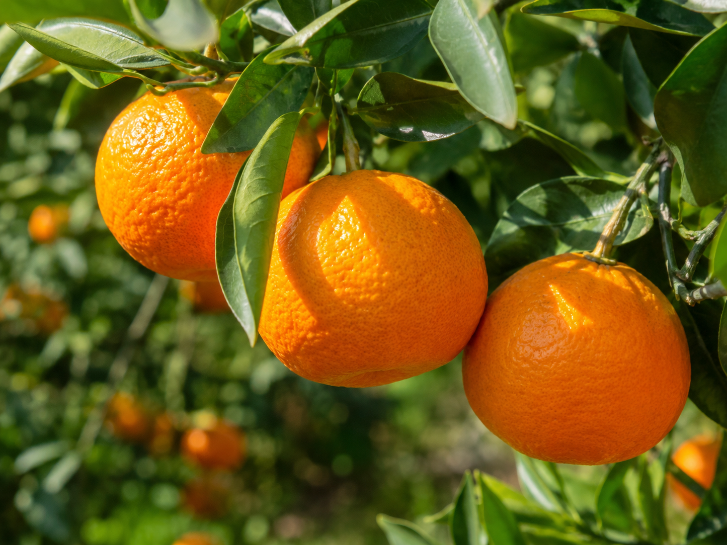 Citrus reticulata ‘Ponkanomi’ (Mandarin Ponkan)